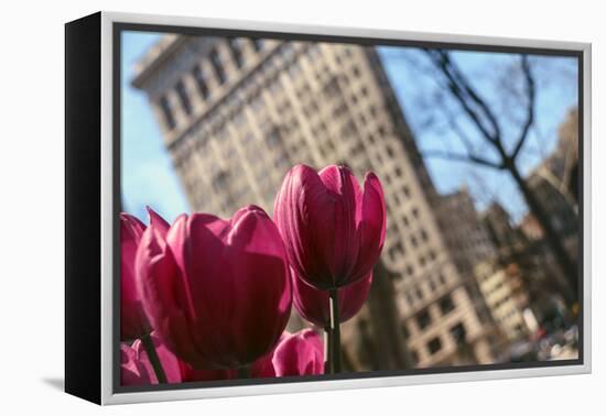 Flatiron Building NYC as Seen Through Flowers-null-Framed Stretched Canvas