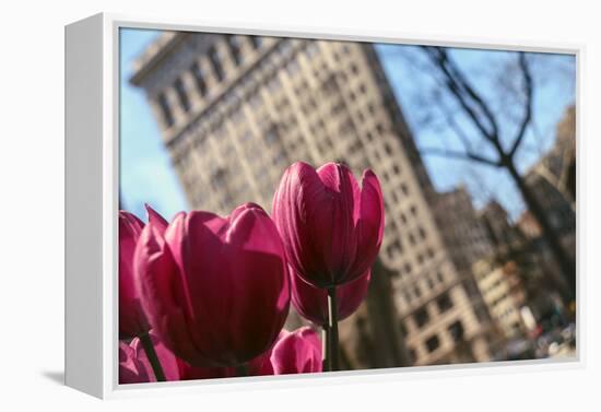 Flatiron Building NYC as Seen Through Flowers-null-Framed Stretched Canvas