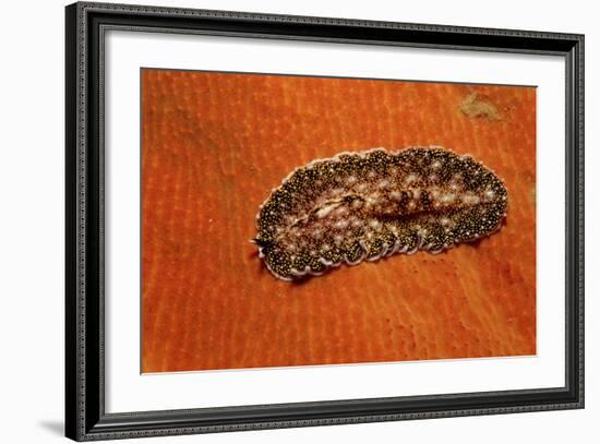 Flatworm (Plathelminthes), Pacific Ocean, Panglao Island.-Reinhard Dirscherl-Framed Photographic Print