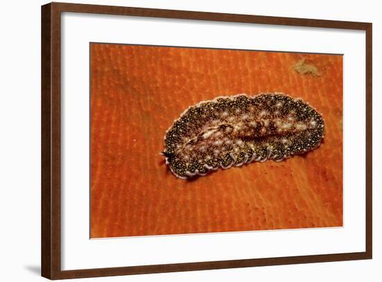 Flatworm (Plathelminthes), Pacific Ocean, Panglao Island.-Reinhard Dirscherl-Framed Photographic Print
