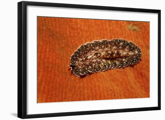 Flatworm (Plathelminthes), Pacific Ocean, Panglao Island.-Reinhard Dirscherl-Framed Photographic Print