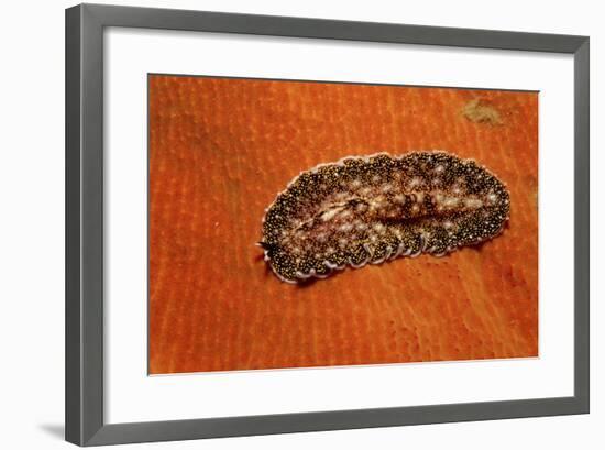 Flatworm (Plathelminthes), Pacific Ocean, Panglao Island.-Reinhard Dirscherl-Framed Photographic Print