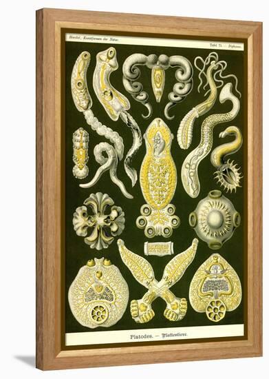 Flatworms-Ernst Haeckel-Framed Stretched Canvas