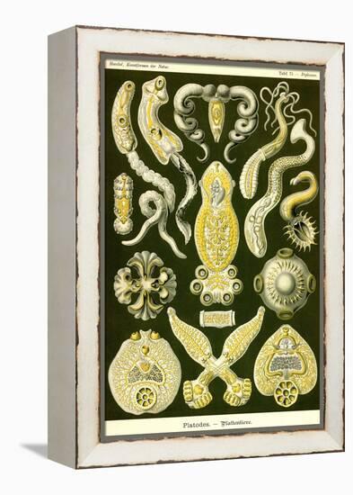 Flatworms-Ernst Haeckel-Framed Stretched Canvas