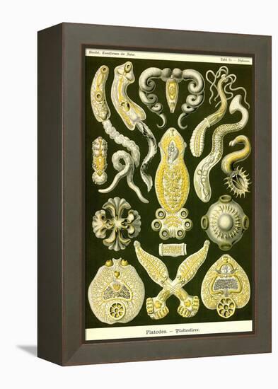 Flatworms-Ernst Haeckel-Framed Stretched Canvas
