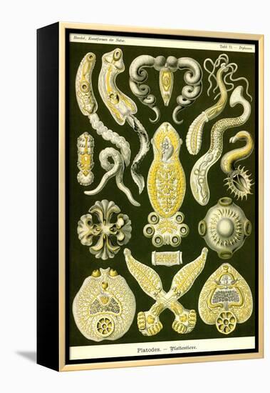 Flatworms-Ernst Haeckel-Framed Stretched Canvas