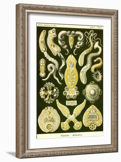 Flatworms-Ernst Haeckel-Framed Art Print