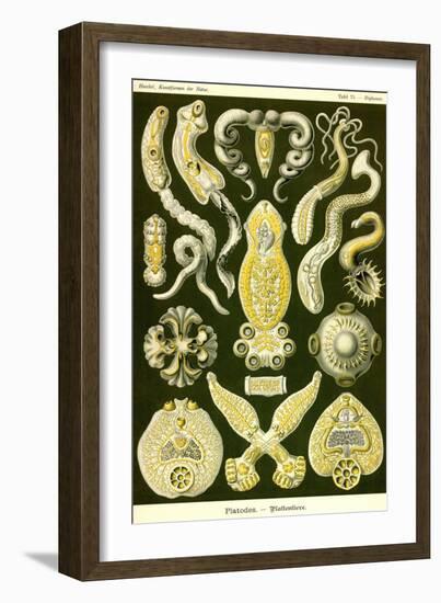 Flatworms-Ernst Haeckel-Framed Art Print