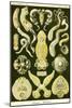 Flatworms-Ernst Haeckel-Mounted Art Print