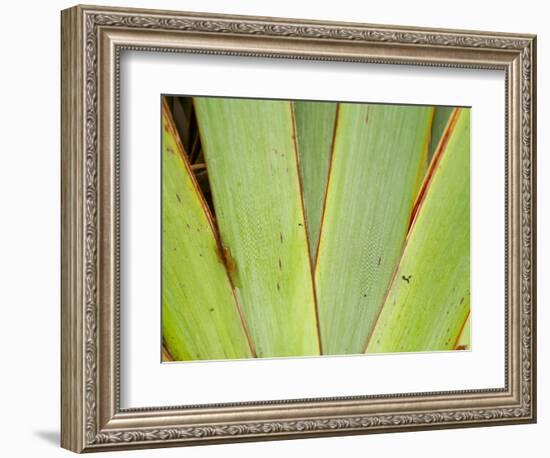 Flax Detail, West Coast, South Island, New Zealand-David Wall-Framed Photographic Print