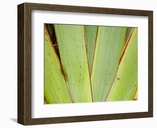 Flax Detail, West Coast, South Island, New Zealand-David Wall-Framed Photographic Print