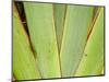 Flax Detail, West Coast, South Island, New Zealand-David Wall-Mounted Photographic Print