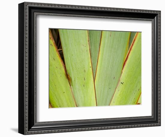 Flax Detail, West Coast, South Island, New Zealand-David Wall-Framed Photographic Print