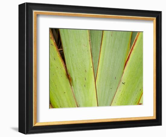 Flax Detail, West Coast, South Island, New Zealand-David Wall-Framed Photographic Print