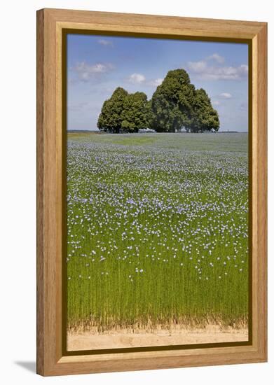 Flax Field and Lime Tree-null-Framed Premier Image Canvas