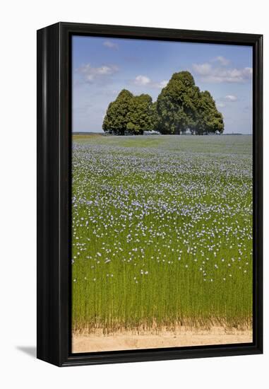 Flax Field and Lime Tree-null-Framed Premier Image Canvas