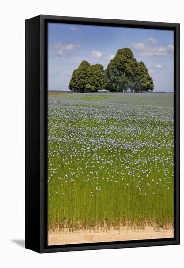 Flax Field and Lime Tree-null-Framed Premier Image Canvas