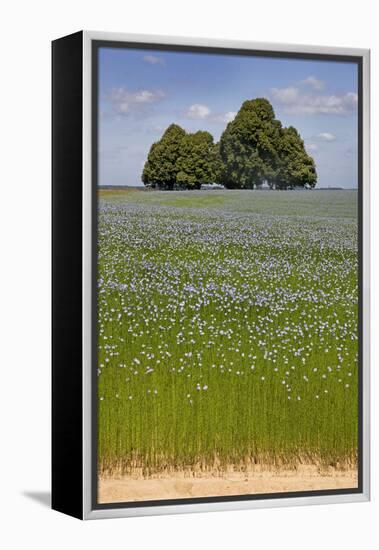 Flax Field and Lime Tree-null-Framed Premier Image Canvas
