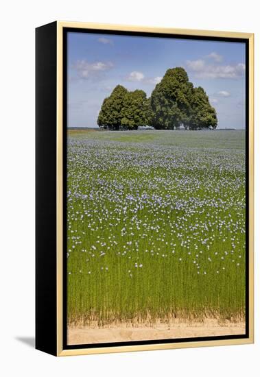 Flax Field and Lime Tree-null-Framed Premier Image Canvas