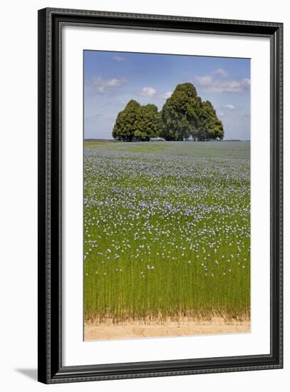 Flax Field and Lime Tree-null-Framed Photographic Print