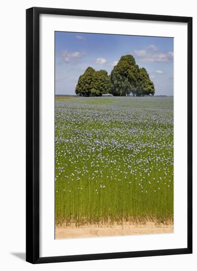 Flax Field and Lime Tree-null-Framed Photographic Print