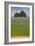 Flax Field and Lime Tree-null-Framed Photographic Print