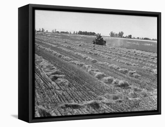 Flax Fields in Imperial Valley, Harvesting-Dmitri Kessel-Framed Premier Image Canvas