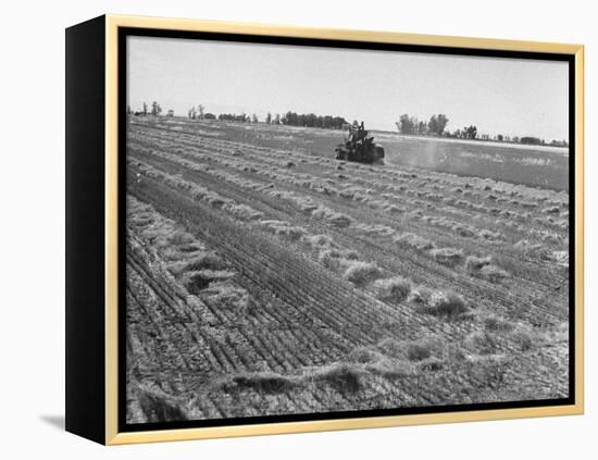 Flax Fields in Imperial Valley, Harvesting-Dmitri Kessel-Framed Premier Image Canvas