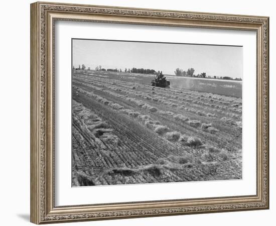 Flax Fields in Imperial Valley, Harvesting-Dmitri Kessel-Framed Photographic Print