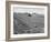 Flax Fields in Imperial Valley, Harvesting-Dmitri Kessel-Framed Photographic Print