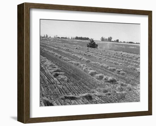 Flax Fields in Imperial Valley, Harvesting-Dmitri Kessel-Framed Photographic Print