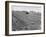 Flax Fields in Imperial Valley, Harvesting-Dmitri Kessel-Framed Photographic Print