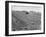 Flax Fields in Imperial Valley, Harvesting-Dmitri Kessel-Framed Photographic Print