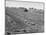 Flax Fields in Imperial Valley, Harvesting-Dmitri Kessel-Mounted Photographic Print