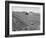 Flax Fields in Imperial Valley, Harvesting-Dmitri Kessel-Framed Photographic Print