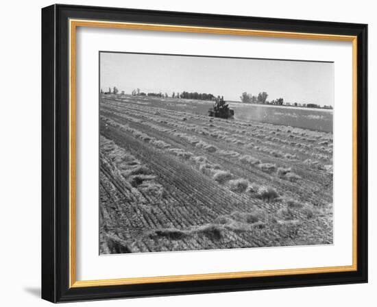 Flax Fields in Imperial Valley, Harvesting-Dmitri Kessel-Framed Photographic Print