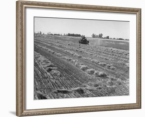 Flax Fields in Imperial Valley, Harvesting-Dmitri Kessel-Framed Photographic Print