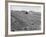 Flax Fields in Imperial Valley, Harvesting-Dmitri Kessel-Framed Photographic Print