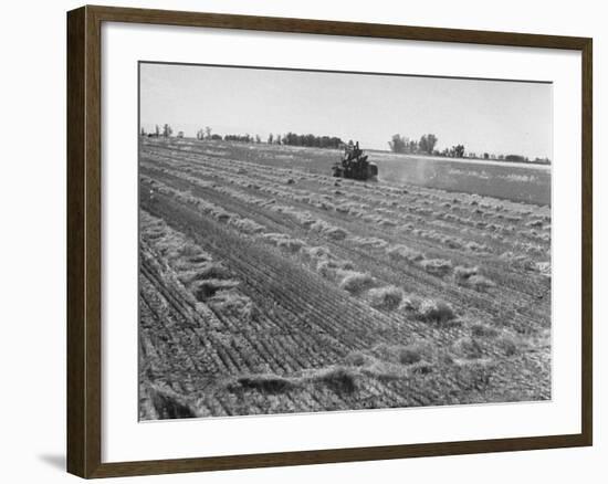 Flax Fields in Imperial Valley, Harvesting-Dmitri Kessel-Framed Photographic Print