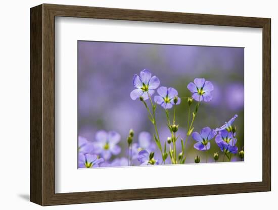 Flax flowers Monmouthshire, Wales, UK-Phil Savoie-Framed Photographic Print