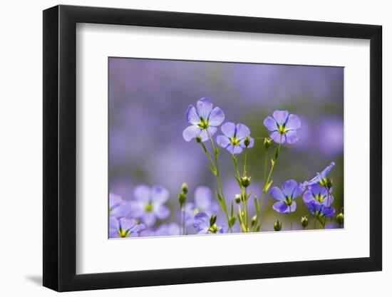 Flax flowers Monmouthshire, Wales, UK-Phil Savoie-Framed Photographic Print