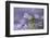 Flax flowers Monmouthshire, Wales, UK-Phil Savoie-Framed Photographic Print