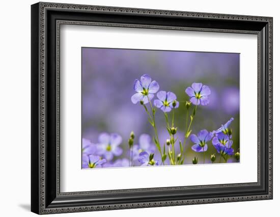 Flax flowers Monmouthshire, Wales, UK-Phil Savoie-Framed Photographic Print