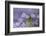 Flax flowers Monmouthshire, Wales, UK-Phil Savoie-Framed Photographic Print