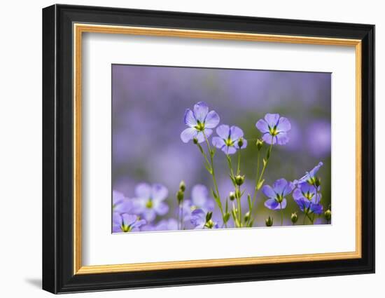 Flax flowers Monmouthshire, Wales, UK-Phil Savoie-Framed Photographic Print