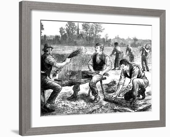 Flax Rippling, C1880-null-Framed Giclee Print