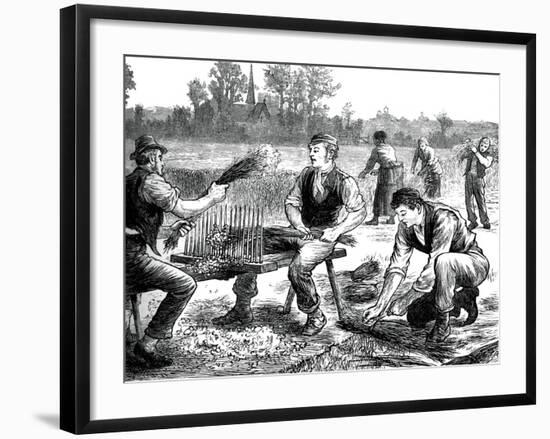 Flax Rippling, C1880-null-Framed Giclee Print