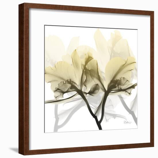 Flaxen Orchid-Albert Koetsier-Framed Photographic Print