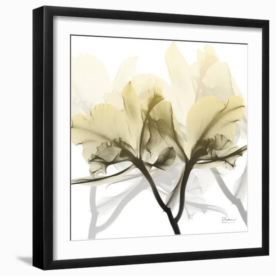 Flaxen Orchid-Albert Koetsier-Framed Photographic Print