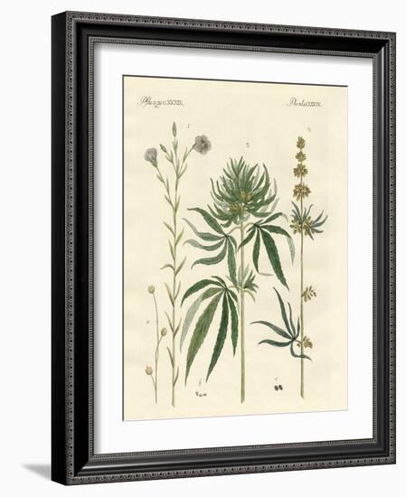 Flaxs and Hemps-null-Framed Giclee Print